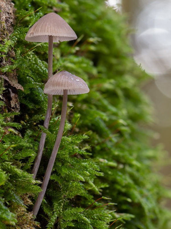 Mycena polygramma